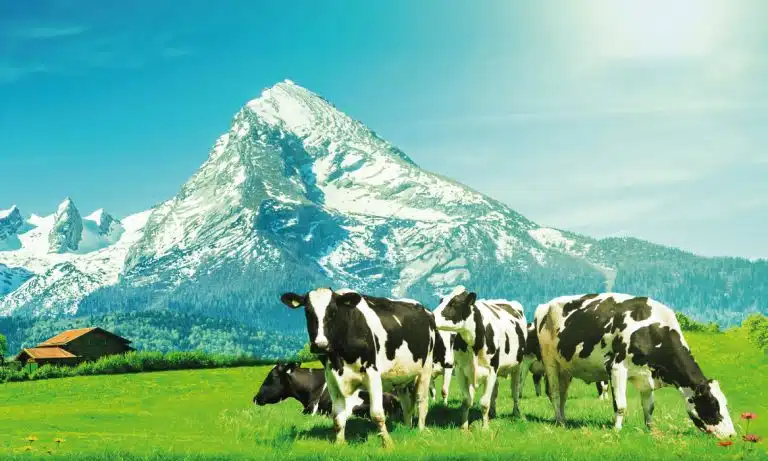 cows-newzeland-products